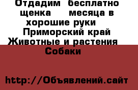 Отдадим  бесплатно щенка 1,5 месяца в хорошие руки. - Приморский край Животные и растения » Собаки   